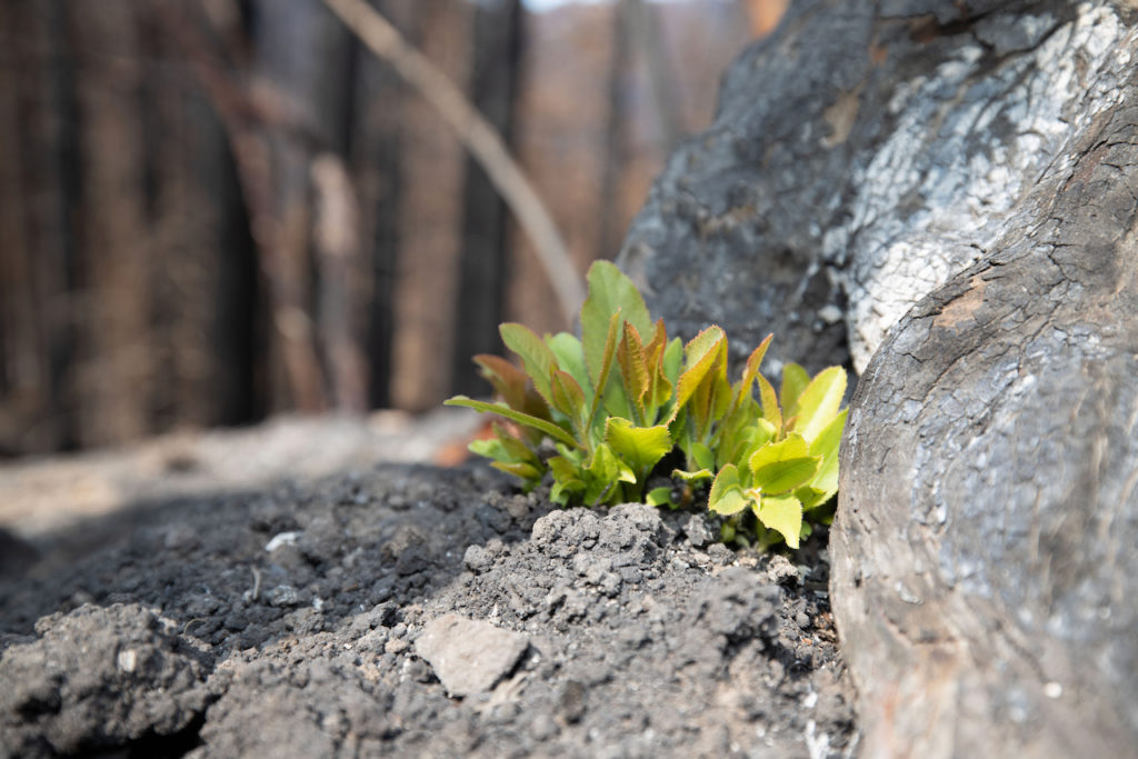 Tree sprouts from ashes